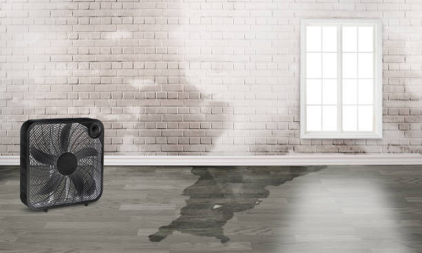 Best Water damage restoration near me  in Edgewood, NM
